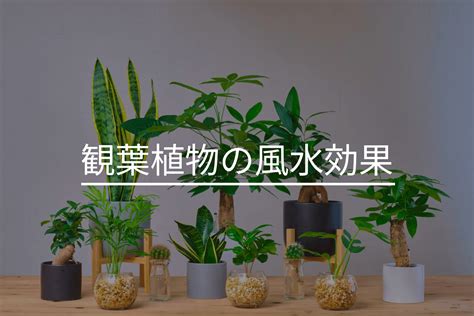 植物 風水